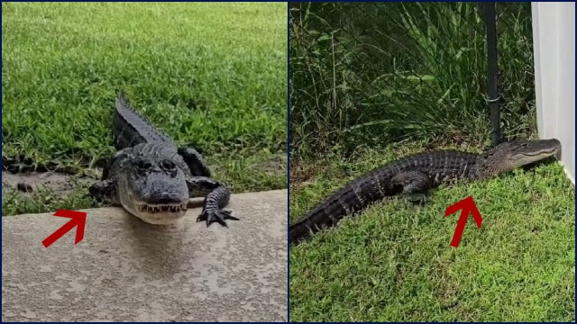 VIDEO: 3-legged alligator spotted in Florida homeowner's backyard