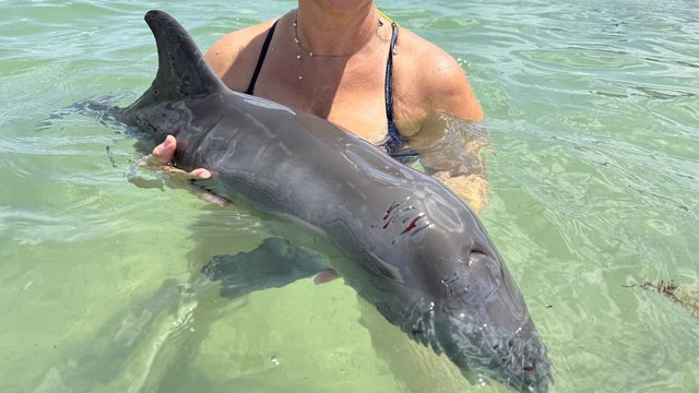 Injured baby dolphin rescued from rock jetty on Florida beach by lifeguards