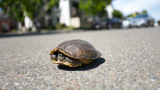 Man dies trying to save turtle on I-95 in Florida, troopers say