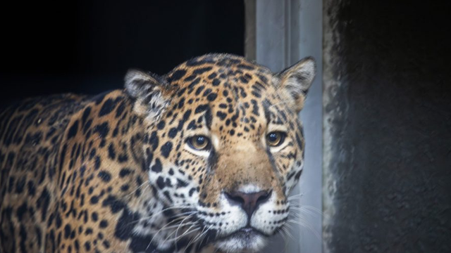 Brevard Zoo welcomes 'Khan' the jaguar as newest animal resident in effort to conserve species