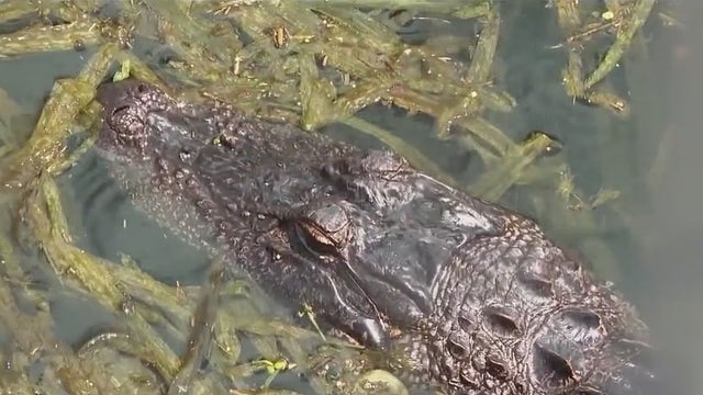 Florida alligator 'Mr. Pickles' faces eviction from St. Petersburg bar