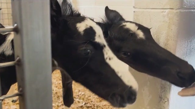 Rare twin foals born in Central Florida defy the odds: Meet 'Lucky' and 'Charm'