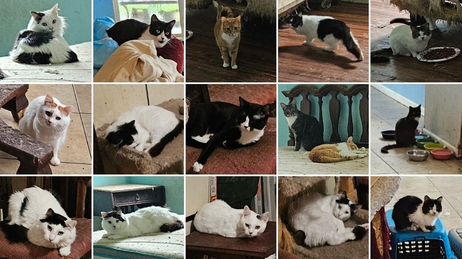 96 cats removed from elderly resident's Palm Coast home