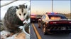 Florida woman hit, killed while trying to help injured opossum in Hernando County: FHP