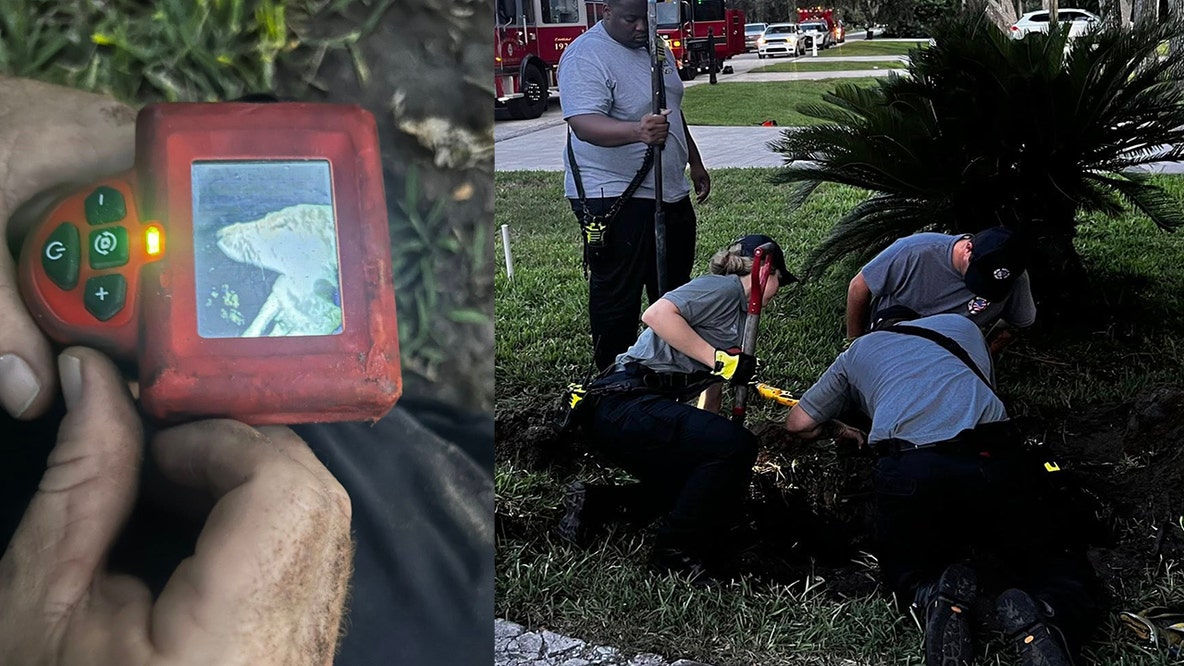Firefighters rescue young coyote trapped in drain pipe in Flagler Beach