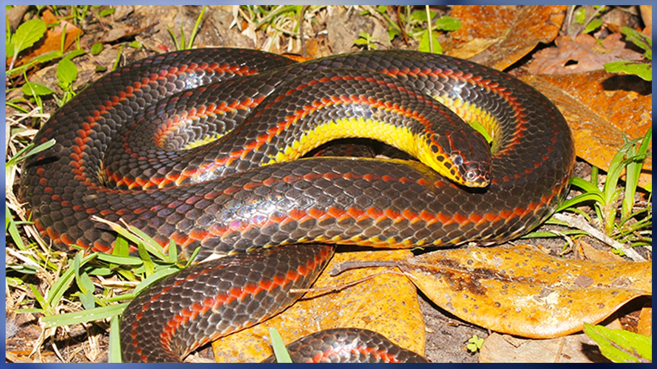 FWC asks public to report sightings of rare rainbow snakes | FOX 35 Orlando