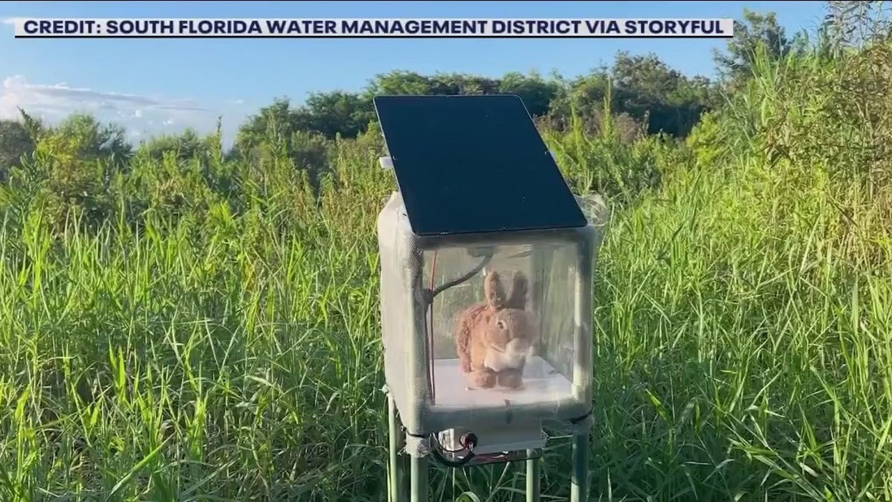 Robotic rabbits deployed to help track invasive Burmese pythons in South Florida
