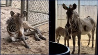 Brevard Zoo welcomes new baby zebra, offspring of endangered species