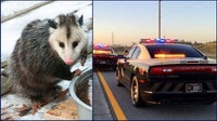 Florida woman hit, killed while trying to help injured opossum in Hernando County: FHP