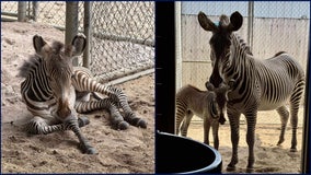 Brevard Zoo welcomes new baby zebra, offspring of endangered species