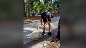 VIDEO: Orlando officer gives water to thirsty goose at Lake Eola amid rising temps