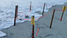 Unleashed dog kills nearly 2 dozen newly born sea turtles in Florida, officials say