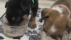 Orphaned puppies in Florida rescued after mother killed, now need homes