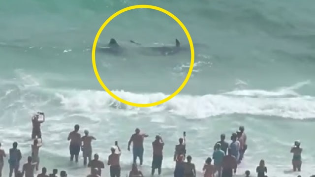VIDEO: Florida shark, stingray get into tussle off the coast of Panama City Beach