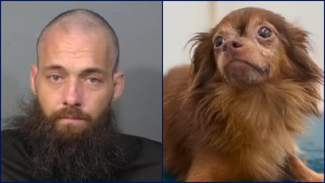 Florida man accused of slamming dog to the ground, headbutting patrol car during arrest