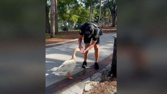 VIDEO: Orlando officer gives water to thirsty goose at Lake Eola amid rising temps