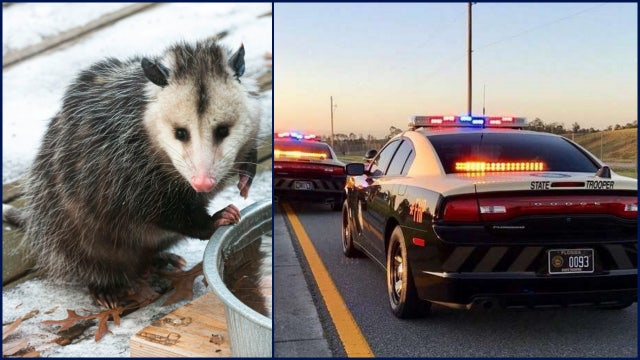 Florida woman hit, killed while trying to help injured opossum in Hernando County: FHP
