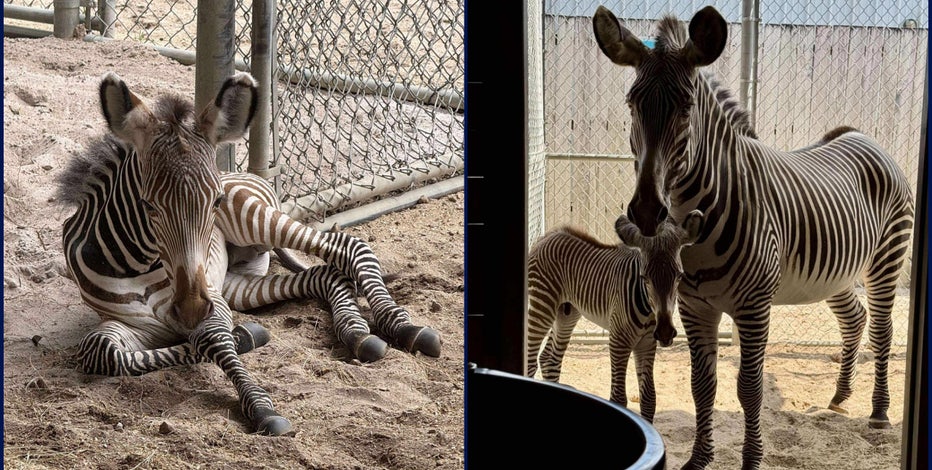 Brevard Zoo welcomes new baby zebra, offspring of endangered