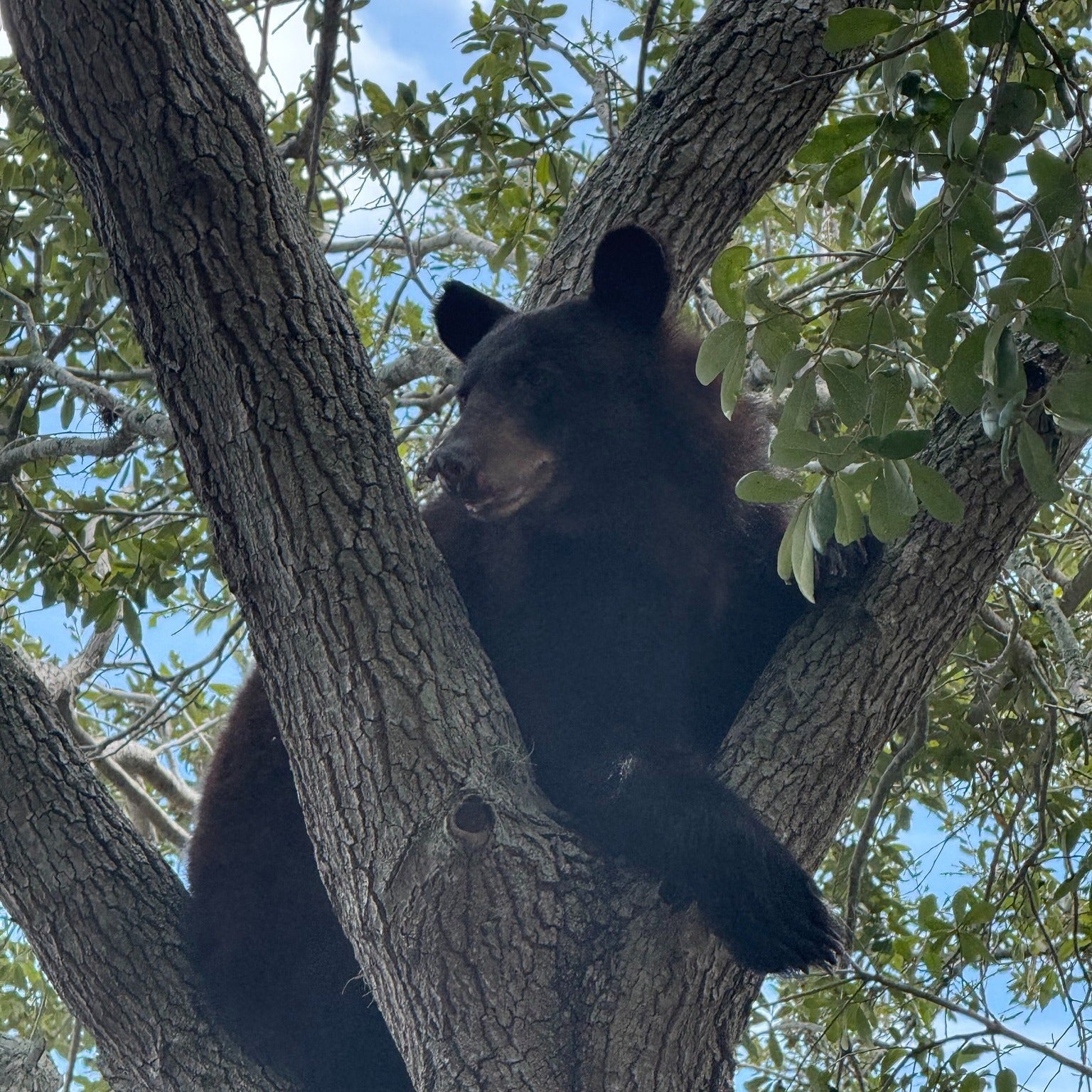 Florida bear hunt: 52 black bears killed, FWC says