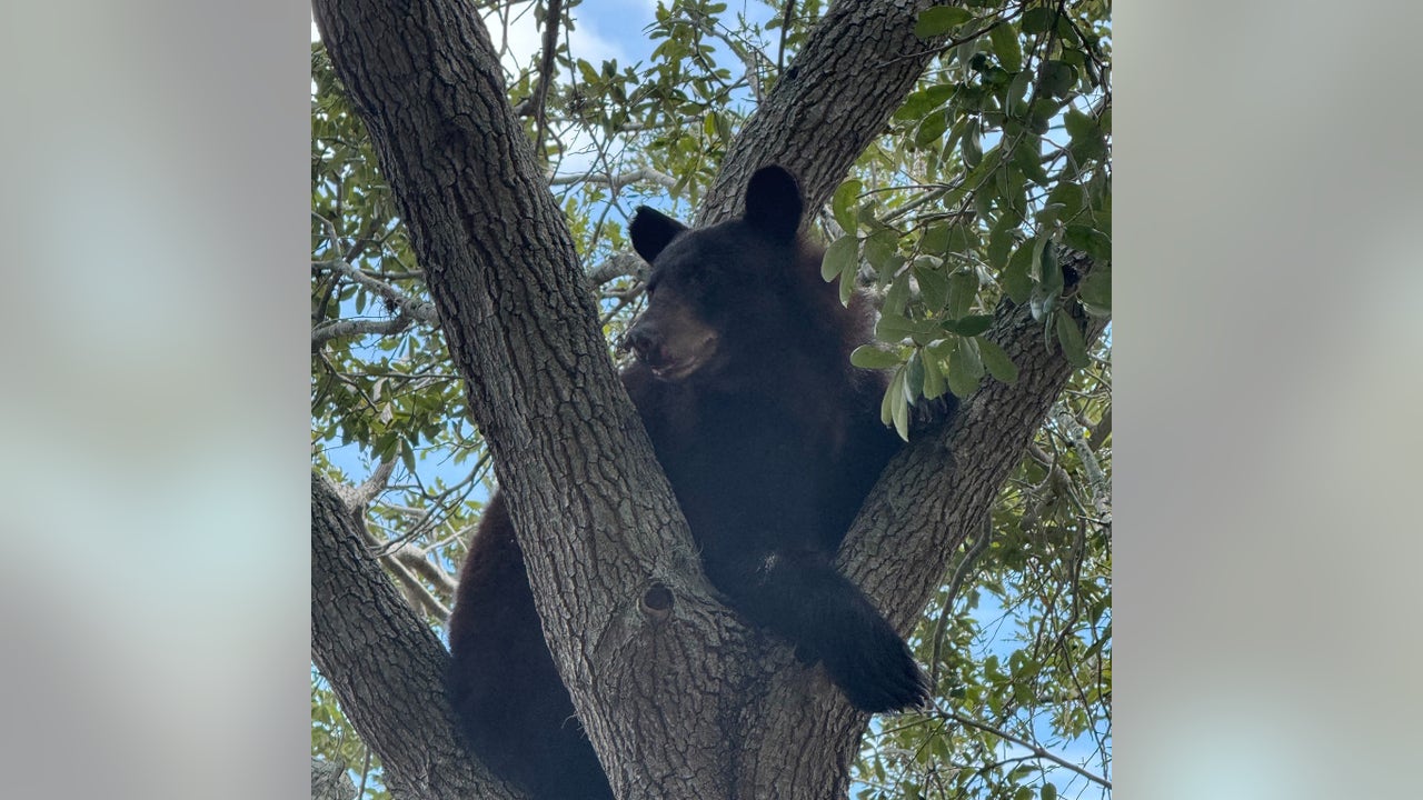 Florida bear hunt: 52 black bears killed, FWC says
