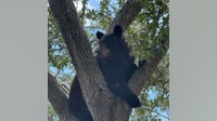 Florida bear hunt: 52 black bears killed, FWC says