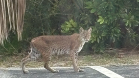 Bobcat spotting in Ponce Inlet; FWC shares safety tips