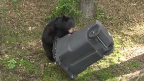 Black bear shot, killed after breaking into Florida home: FWC