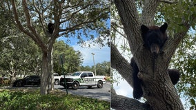 Video: Black bear spotted in Florida Mall tree possibly hit by car the day before, FWC