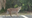 Bobcat spotting in Ponce Inlet; FWC shares safety tips