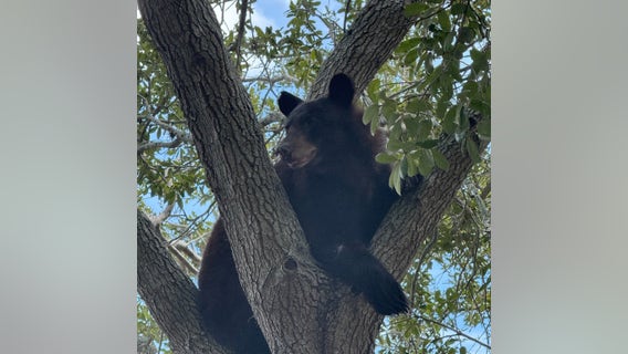 Florida bear hunt: 52 black bears killed, FWC says