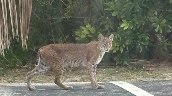 Bobcat spotting in Ponce Inlet; FWC shares safety tips