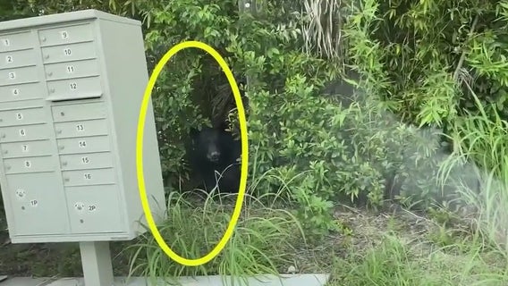 Sanford residents divided over growing bear sightings in neighborhood