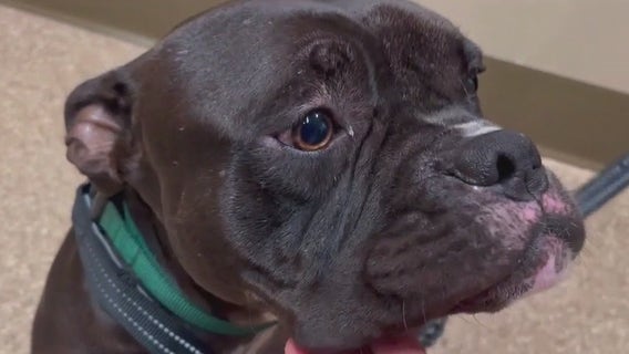 Bulldog survives shooting, leg amputation thanks to Space Coast animal rescue