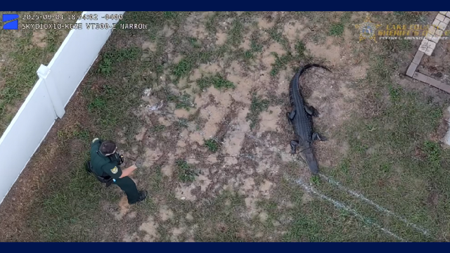 Lake County Sheriff's Deputies capture alligator on resident’s porch