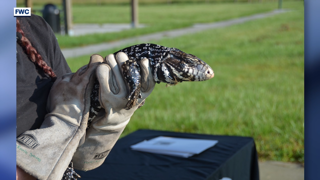 Argentine Tegus: Has South Florida invasive lizard made its way to Central Florida?