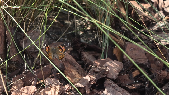 Grandmothers Legacy of Love Butterfly Sculpture Garden opens at Lake Eola Park