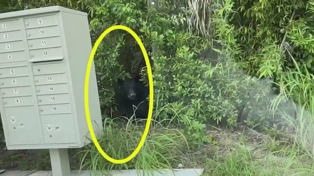 Sanford residents divided over growing bear sightings in neighborhood