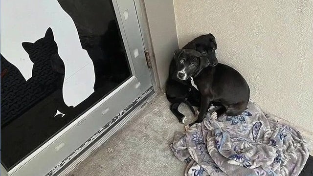 Puppies abandoned outside Seminole County shelter find new home