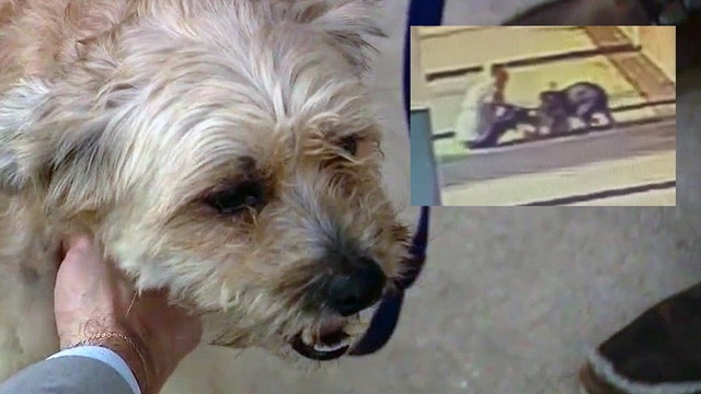 Orlando woman fights off dog to save her terrier outside grocery store