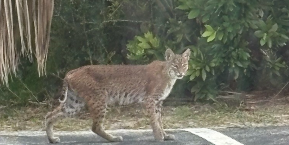 Bobcat spotting in Ponce Inlet; FWC shares safety tips | FOX 35