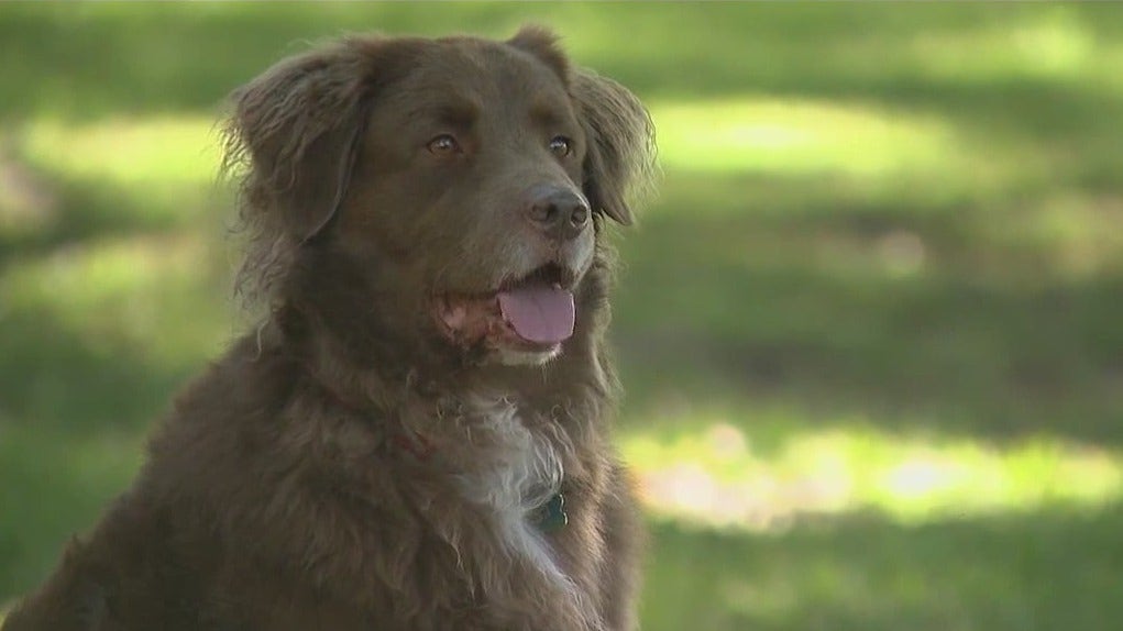 Service dog survives rattlesnake bite after life-saving ER trip in Ocala