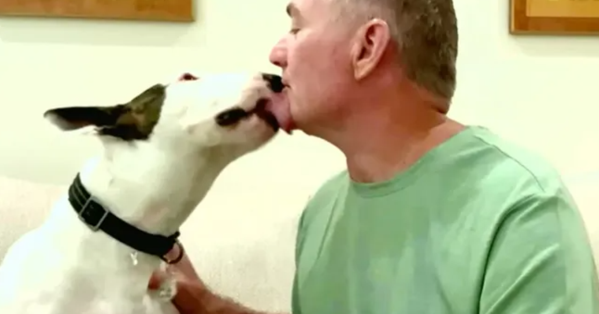 A real Trooper: Abandoned dog left for dead finds new, loving home year ...
