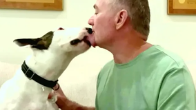 A real Trooper: Abandoned dog left for dead finds new, loving home year after Hurricane Milton