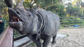 Not goodbye yet: Rhino 'PJ' to stay at Central Florida Zoo for now