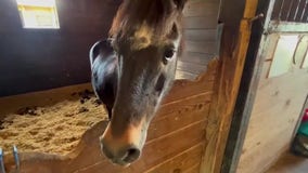 Special needs horse therapy center in Cocoa struggling with flooding: 'Really hard'