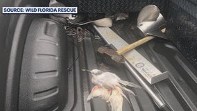Birds killed by vehicle: FWC, U.S. Fish & Wildlife investigating dozens of deaths at Port Canaveral
