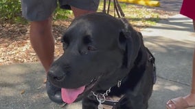 Florida veteran says he was denied Uber ride because of service dog: 'Slapped in the face'