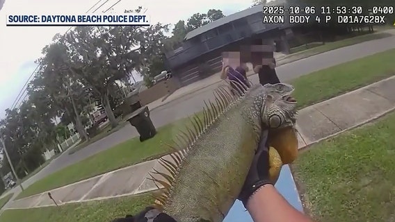 Massive iguana wrangled by Daytona Beach police officers