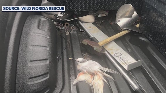 Birds killed by vehicle: FWC, U.S. Fish & Wildlife investigating dozens of deaths at Port Canaveral