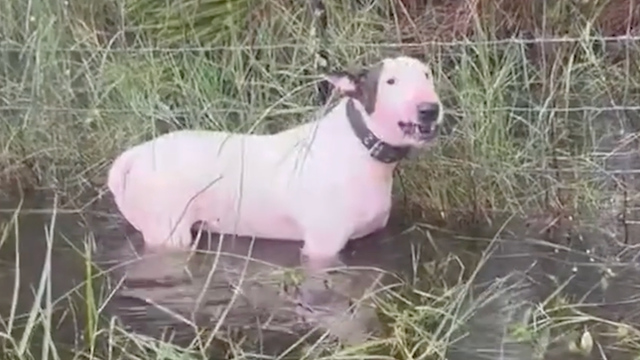 A real Trooper: Abandoned dog left for dead finds new, loving home year after Hurricane Milton